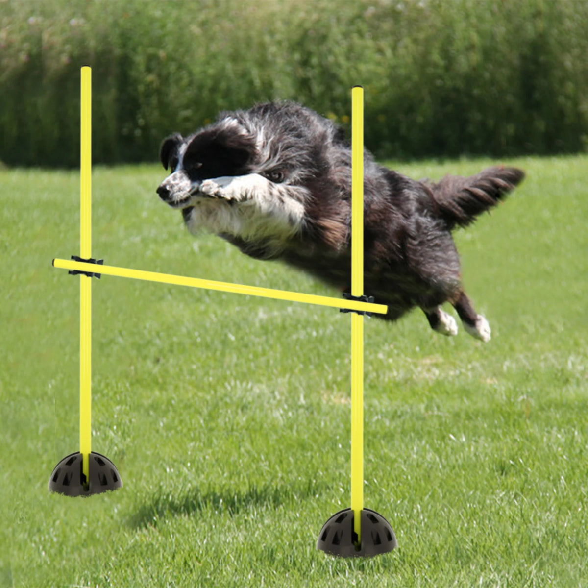 Hund tar sig över en gul tvärbom på gräs